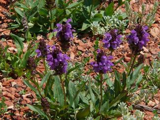 Prunella grandiflora